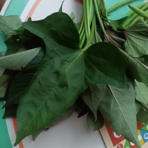 可食地瓜叶番薯叶泡沫箱加冰发货