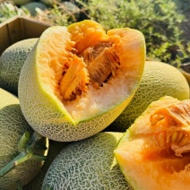 甘肃哈密瓜，晓蜜25哈密瓜，大量现货供应，对接市场批发商