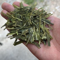 龙井新茶
