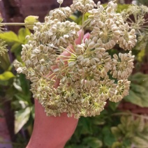 白芷种籽，纯二年移栽白芷种籽，分批采收，颗粒饱满