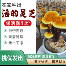 活体灵芝盆栽绿植盆景赤灵芝食用菌景观带菌包有货