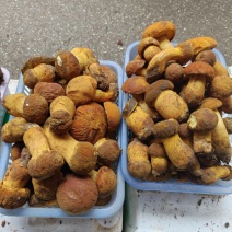 野生菌/新鲜黄牛肝菌
