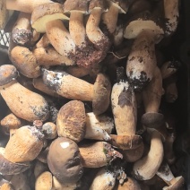 云南野生菌，产地源头收购，需要的老板可以联系