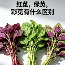 【实力推荐】苋菜红苋菜米线头几十万斤品质保障先到先得对