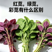 苋菜红苋菜产地直发量大从优品质保障可对接全国电商等