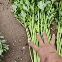 芹菜一捆十斤，杆长约45公分