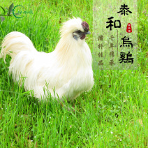 泰和乌鸡