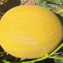 精品哈密瓜金色年华大量有货一级二级通货