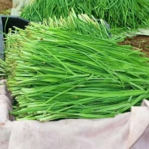 江苏新鲜韭菜大叶韭菜产地直供量大从优欢迎联系