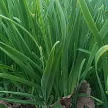 韭菜出售