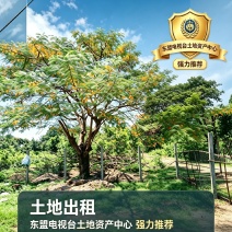 老挝万象泰国桥附近1万平土地出租。