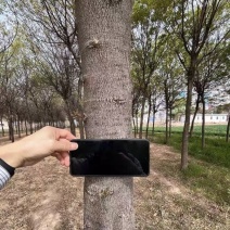皂角树