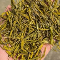 黄金芽