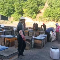 延安槐花蜂蜜土蜂蜜五味子蜜枸杞蜜