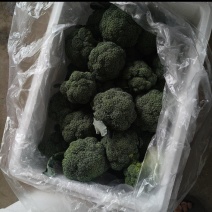 西兰花耐寒优秀绿宝石精品西兰花产地供应保质保量