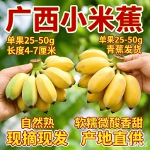 广西小米蕉