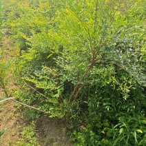 南天竹基地大量供应南天竹欢迎新老客户打电话咨询