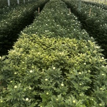 白扇菊花上市啦，量大从优，价格面议。