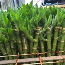 开运竹带根富贵竹水培植物易养活