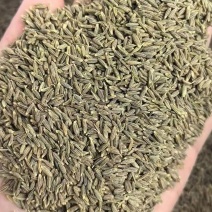 新疆孜然（可磨粉，细粉、半颗粒等）