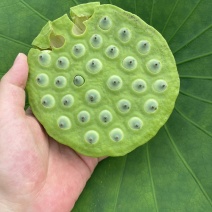 莲蓬，嫩莲蓬，老莲蓬