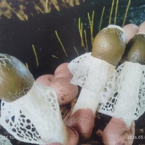 红托竹荪