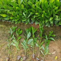 马占相思30-300高，基地直销，一手货源，规格齐全