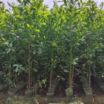 相思苗20-300高，规格齐全，一手货源，基地直销，欢迎选购