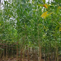 马占相思20-300高，1-5分，规格齐全，基地直销，一手货