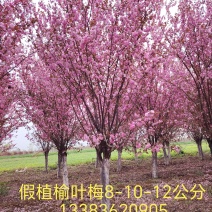 《保定康达苗圃场》假植苗基地