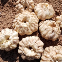 大量供应新鲜龙牙红带苦味的百合种植基地产地直销包邮