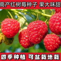 树莓苗双季覆盆子果树苗盆栽地栽南北方种植当年结果红黄黑树