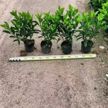 大量出售10斤袋非洲茉莉，高度40-50-60