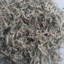 水苔