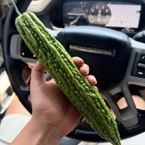 鑫源苦瓜苗