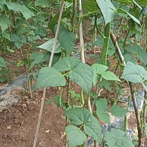 豆角