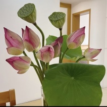 鲜切花荷花莲蓬头插花供佛鲜花鲜切花