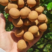 精品储良石硖