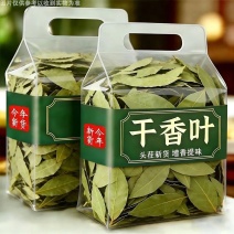 【只发新货】广西头茬香叶无熏硫月桂叶净重足干无干燥剂