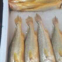 东海冰鲜小黄鱼