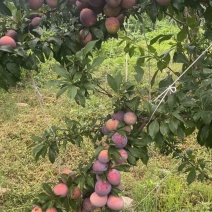 西梅澳洲皇后