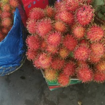 保亭红毛丹