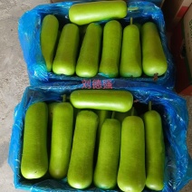 海门区（南通）基地瓠子（户子），瓠瓜，夜开花大量上市