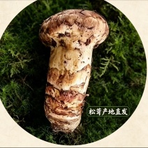云南深山香格里拉原产地源头一手好货