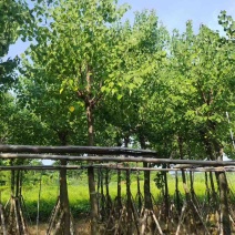 乌桕5-15分，一手货源，基地直销，欢迎来电咨询选购
