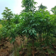 海南红豆1-5分，规格齐全，基地直销，一手货源，欢迎来电选购