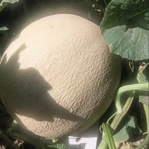 【精品】甘肃哈密瓜银蜜哈密瓜大量上市货源稳定来电优惠