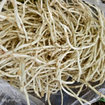 鱼腥草，精品鱼腥草