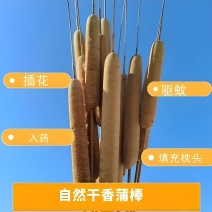 香蒲，纯野生，现摘半湿，纯干。