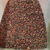枳椇子拐枣籽枳椇子茶中草药正品新货枳棋子枳具子野生枳椇子